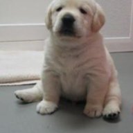 ChubbySushi