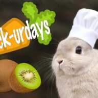 Kiwirabbits