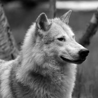 Howl