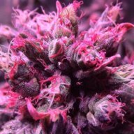 weedy