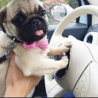 OfficialPuggy