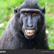 Macaco