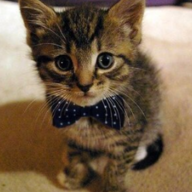 TheBizCat