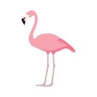 flamingoo