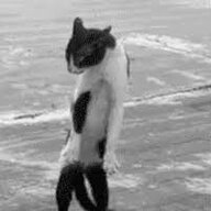 TominousKitten