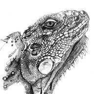 Lizard