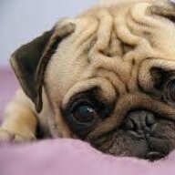 PugToggled