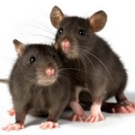 Rat