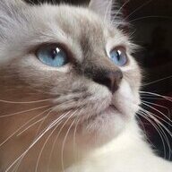 Just Cat