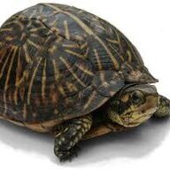 SneakyTurtle36