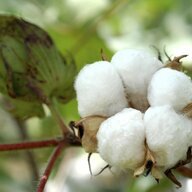 Cotton