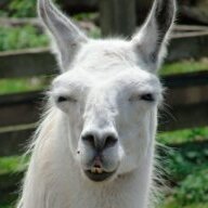 llamaboi
