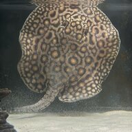 mini_stingray