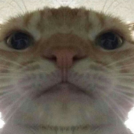 Meeya_