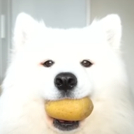 Domik