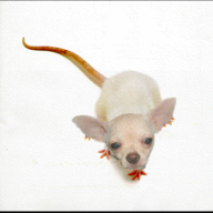 Ratdog