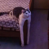 mituishere.