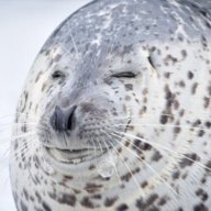 FattyWalrus