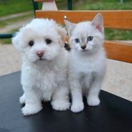 Puppypaws10