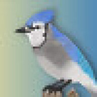blujay
