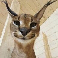 VortexGG