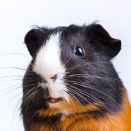 JazzyTheDerp