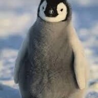 OrangePinguCH