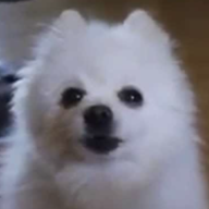 pup7290
