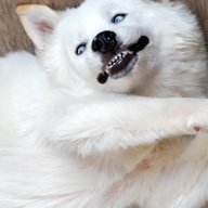 Mokoko