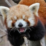 Teefx
