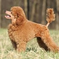PoodleCoin