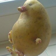 PotatoesDuck