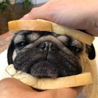 Pugnut17