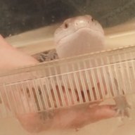 figbread