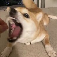 sevenuwu