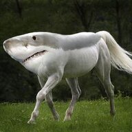 sharkhorse