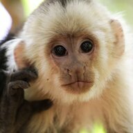 Monkey_King