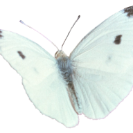 danziin