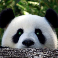 EvilPandaMan