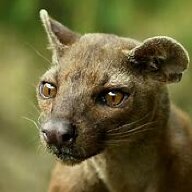 iFossa