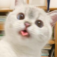 Xnger