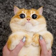 MasticPlicky