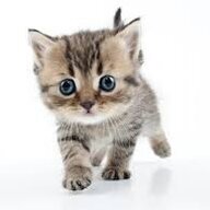 KittenGamers
