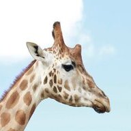 sebagius