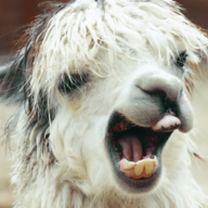 Fresh Llama