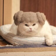 meowkitty123