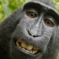 Monkee