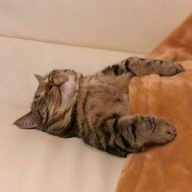 MeowCatto
