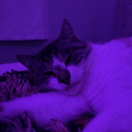 herberto