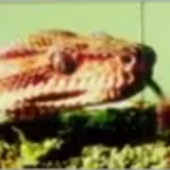 sneksnake